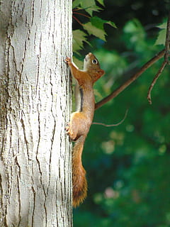 squirrel, animals, rodent, tree, fauna, branch, animals in the wild, animal wildlife, tree trunk, animal, one animal, mammal, animal themes, outdoors, no people, trunk, vertebrate, plant, focus on foreground, nature, day, close-up, 2K, CC0, public domain, royalty free