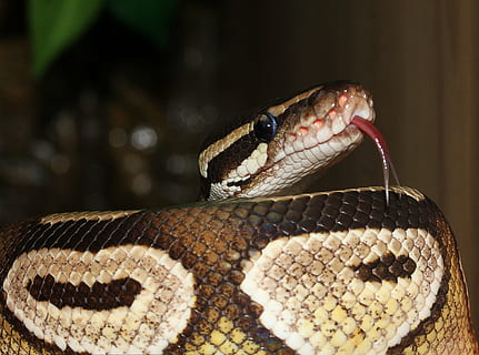 snake, ball python, python regius, beauty, brown, ballpyhton, mojave, head, exotic, close, constrictor, non toxic, boa, animal, terraristik, reptile, mouse hunter, scale, yellow, wildlife, python, nature, poisonous, carnivore, animal themes, one animal, animal wildlife, animals in the wild, close-up, animal body part, vertebrate, focus on foreground, no people, animal scale, animal head, sign, curled up, zoo, warning sign, animal tongue, animal eye, mouth open, animal mouth, 4K, CC0, public domain, royalty free