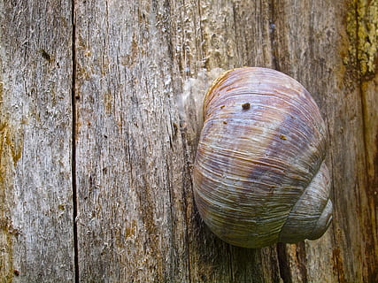 snegl, skal, snegl shell, dyr, natur, træ - materiale, tæt på, dyreliv, dyreskal, hvirvelløse, mollusk, ingen mennesker, tekstureret, dyre temaer, dag, dyr i naturen, havsnegle, mønster, naturligt mønster, høj vinkel visning, udendørs, trækorn, 4K, CC0, offentligt domæne, royaltyfrie