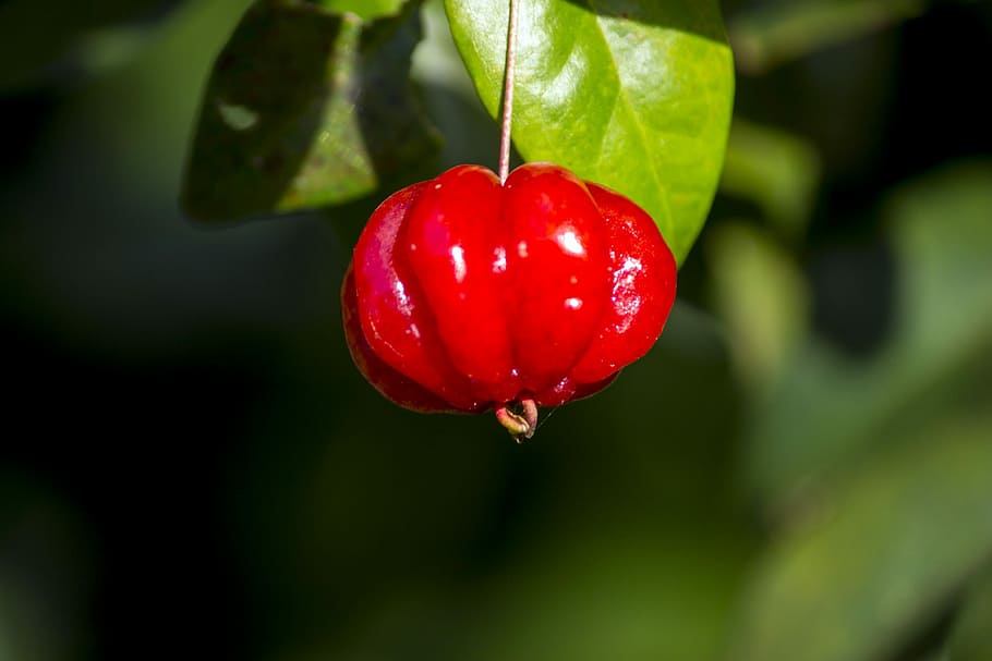 cireașă, fructe roșii, fructe, livezi, fruct, livadă, grădină, natură, roșu, silvestre, pitangueira, copac, să se concentreze asupra primelor elemente, agăţat, creştere, mancare si bautura, alimente, mâncat sănătos, prospeţime, plantă, a închide, bunăstare, Culoarea verde, zi, frunze, parte a plantelor, nici o persoana, apă, în aer liber, copt, 1080P