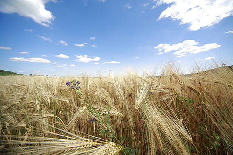cornfield, nature, summer, plant, field, land, sky, cloud - sky, landscape, growth, beauty in nature, environment, cereal plant, agriculture, crop, tranquility, rural scene, day, scenics - nature, tranquil scene, farm, wheat, outdoors, 5K, CC0, public domain, royalty free