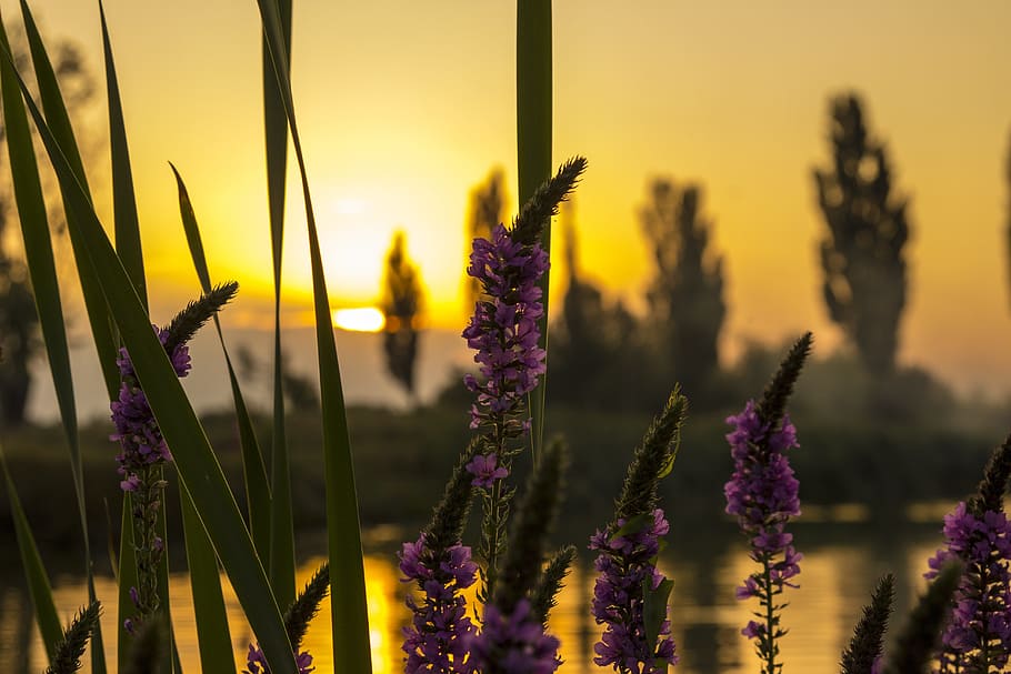 lilla, blomster, gylden, time, solnedgang, sø, afspejling, sol, aften, sommer, berolige, silhuet, landskab, naturlig, blomst, plante, blomstrende plante, skønhed i naturen, vækst, friskhed, sårbarhed, ro, fokus på forgrunden, tæt på, natur, himmel, skrøbelighed, ingen mennesker, Mark, rolig scene, jord, lavendel, udendørs, blomsterhoved, forår, 5K