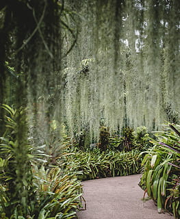 pathway, surrounded, plants, day, green, leafed, beside, tree, path, greenery, plant, moss, nature, outdoor, fern, growth, tranquility, beauty in nature, forest, green color, no people, land, tranquil scene, outdoors, trunk, tree trunk, footpath, the way forward, bamboo - plant, direction, scenics - nature, 4K, CC0, public domain, royalty free