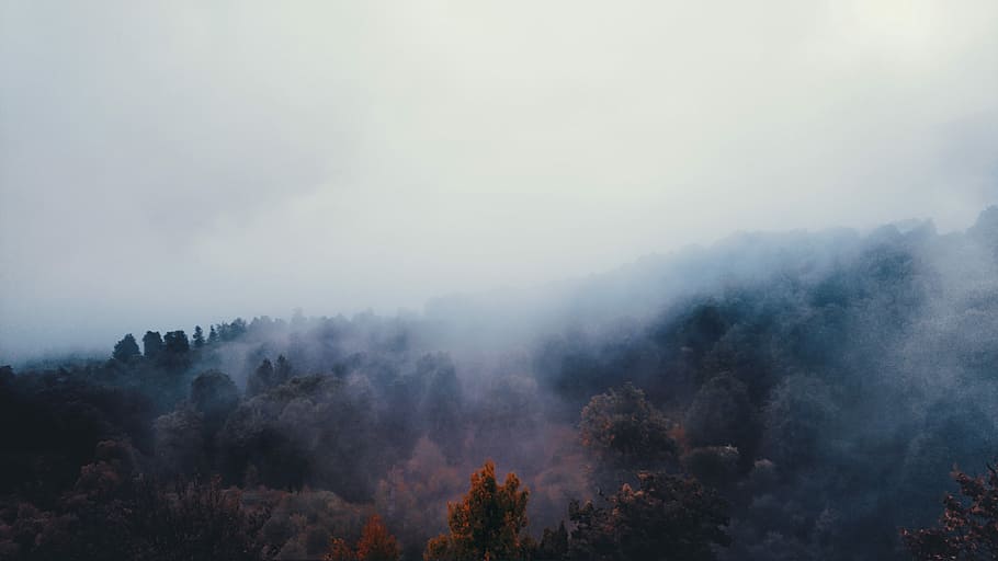 ocell, foto de vista d'ulls, blanc, boires, bosc, arbres, fum, durant el dia, muntanya, núvol, boira, arbre, iran, arbre d’arbre, escenics - natura, cel, medi ambient, bellesa a la natura, planta, naturalesa, cap gent, núvol - cel, paisatge, escena tranquil·la, tardor, terra, tranquil·litat, dia, escena no urbana, a l'aire lliure, smog, 5K