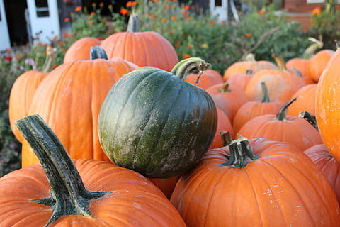 Kürbis, fallen, Grün, Orange, Herbst, Oktober, Ernte, das Erntedankfest, Gemüse, Bauernhof, Patch, Essen und Trinken, Lebensmittel, gesundes Essen, Frische, Markt, orange Farbe, Wohlbefinden, Halloween, große gruppe von gegenständen, keine Leute, Landwirtschaft, Feier, Tag, Fülle, Fokus auf den Vordergrund, Verkauf, Kürbis - Gemüse, organisch, draußen, reif, Bauernmarkt, 5K, CC0, gemeinfrei, lizenzfrei
