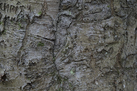 tribe, bark, close, structure, texture, tree, wood, nature, background, rau, rauh, old, grain, cracks, cracked, backgrounds, full frame, tree trunk, textured, trunk, plant, no people, rough, close-up, day, outdoors, pattern, plant bark, natural pattern, brown, growth, wood - material, textured effect, 5K, CC0, public domain, royalty free