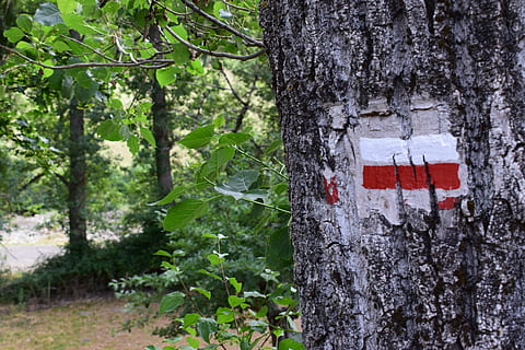 boom, route, Bergweg, spoor, groen, vegetatie, Bos, boomstam, romp, fabriek, rood, patriottisme, vlag, dag, natuur, geen mensen, buitenshuis, witte kleur, land-, groei, vrijheid, milieu, kalmte, nationaal icoon, onafhankelijkheid, 5K, CC0, publiek domein, royaltyvrij
