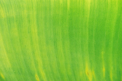 Grün, Blatt, Pflanze, grüne Farbe, Hintergründe, keine Leute, texturiert, Muster, abstrakt, Nahansicht, Vollbild, Frische, grüner Hintergrund, extreme Nahaufnahme, drinnen, Struktureffekt, Kreativität, Bananenblatt, abstrakte Hintergründe, Natur, natürliches Muster, lebendige Farbe, Makro, Pinselstrich, 5K, CC0, gemeinfrei, lizenzfrei