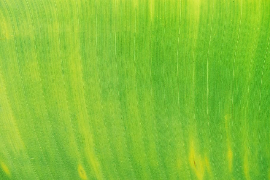 Grün, Blatt, Pflanze, grüne Farbe, Hintergründe, keine Leute, texturiert, Muster, abstrakt, Nahansicht, Vollbild, Frische, grüner Hintergrund, extreme Nahaufnahme, drinnen, Struktureffekt, Kreativität, Bananenblatt, abstrakte Hintergründe, Natur, natürliches Muster, lebendige Farbe, Makro, Pinselstrich, 5K
