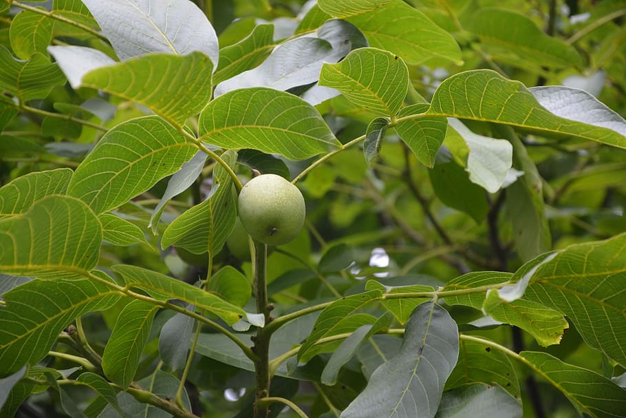 nueces, nuez, Fruta, comer, poder, cosecha, fruta seca, jardín, verde, hoja, parte de la planta, planta, crecimiento, color verde, comida, comida y bebida, alimentación saludable, naturaleza, de cerca, nadie, belleza en la naturaleza, frescura, día, centrarse en primer plano, árbol, al aire libre, rama, Árbol de frutas, maduro, 5K