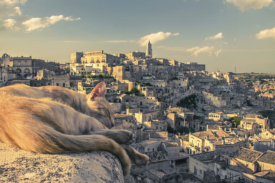 Marrone, gatto, posa, masso, tronco, pietra angolare, appendiabiti, esterno dell'edificio, architettura, mammifero, struttura costruita, animale, città, temi animali, cielo, paesaggio urbano, nuvola - cielo, natura, un animale, nessuno, costruzione, luce del sole, rilassamento, giorno, vertebrato, felino, all'aperto, 4K