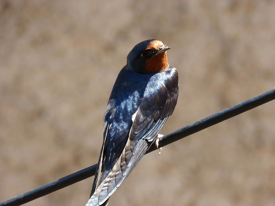 golondrina, hirundo rustica, oreneta, cable, reluciente, observar, aves, fauna silvestre, naturaleza, animalia, animales en la naturaleza, fauna animal, temas de animales, animal, vertebrado, posado, centrarse en primer plano, pájaro, un animal, nadie, día, de cerca, al aire libre, de color negro, vista de alto ángulo, ramita, rama, longitud total, enfoque selectivo, 4K