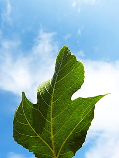 Blatt, Feigenbaum, Himmel, Hintergrundbeleuchtung, natürliche Geometrie, Pflanzenteil, grüne Farbe, wolke - himmel, Natur, Wachstum, Blattvene, Tag, Pflanze, Nahansicht, Schönheit in der Natur, draußen, keine Leute, Flachwinkelansicht, Fokus auf den Vordergrund, Baum, Ruhe, Zerbrechlichkeit, natürliches Muster, Blätter, 4K, CC0, gemeinfrei, lizenzfrei