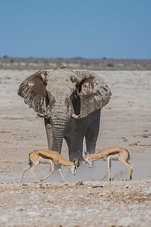 grau, Elefant, zwei, Hirsche, braun, Rentiere, Vorderseite, öffnen, Feld, tagsüber, Gazelle, Afrika, Tier, Natur, Tierwelt, Safaritiere, Etosha Nationalpark, Säugetier, Tiere in freier Wildbahn, Namibia, Safari, Tiere und Haustiere, Afrikanischer Elefant, Wasserloch, Wüste, pflanzenfressend, Säugetiere, ein Tier, Tierthemen, Land, Sand, Wirbeltier, Tag, Zoologie, keine Leute, Himmel, Fokus auf den Vordergrund, Landschaft, Tierkörperteil, draußen, trockenes Klima, Klima, 4K, CC0, gemeinfrei, lizenzfrei