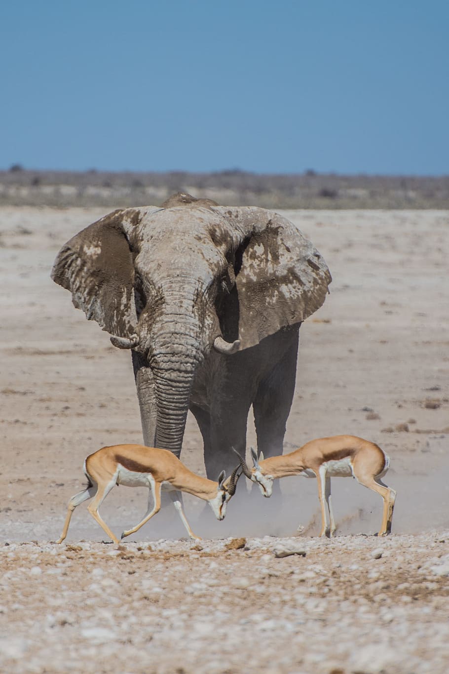 gris, elefant, dos, cérvols, marró, rens, frontal, obert, camp, durant el dia, gasela, Àfrica, animal, naturalesa, vida salvatge, animals de safari, parc nacional d'Etosha, mamífer, animals a la natura, namibia, safari, animals i mascotes, elefant africà, boca d'aigua, desert, herbívors, mamífers, fauna animal, un animal, temes d'animals, terra, sorra, vertebrats, dia, zoologia, cap gent, cel, centrar-se en primer pla, paisatge, part del cos dels animals, a l'aire lliure, clima àrid, clima, 4K