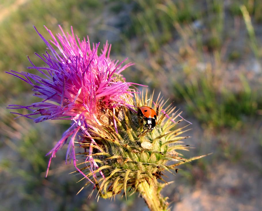 marieta, insecte, animals, naturalesa, card, planta, porpra, flor, un animal, cap gent, animal, animals a la natura, invertebrat, planta amb flors, fauna animal, temes d'animals, bellesa a la natura, primer pla, abella, vulnerabilitat, fragilitat, creixement, centrar-se en primer pla, cap de flor, frescor, polinització, color rosa, a l'aire lliure, Abellot, 4K