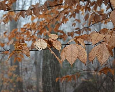 beech leaves, beech, tree, leaves, foliage, winter, plant, nature, wet, cold, color, scenic, autumn, leaf, season, forest, branch, yellow, outdoors, backgrounds, plant part, change, focus on foreground, no people, close-up, dry, beauty in nature, day, brown, growth, vulnerability, tranquility, autumn collection, natural condition, fall, 2K, CC0, public domain, royalty free
