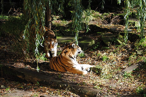 tiger, par, rovdyr, stor kat, dyr, dyreliv, pattedyr, dyre temaer, feline, hvirveldyr, kat, natur, træ, jord, dyr i naturen, Skov, plante, lempelse, dag, carnivora, et dyr, ingen mennesker, udendørs, Zoo, hvid tiger, 2K, CC0, offentligt domæne, royaltyfrie