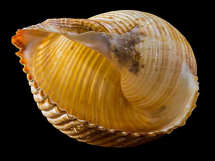brun muslingeskal, skal, snegl shell, snegl, sort baggrund, studio skud, dyreskal, tæt på, muslingeskal, ingen mennesker, dyr, dyreliv, enkelt objekt, indendørs, naturligt mønster, skønhed i naturen, gul, skåret ud, hav, smykker, dyre temaer, natur, mønster, luksus, marine, 4K, CC0, offentligt domæne, royaltyfrie