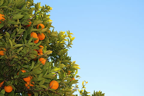 naranja, frutas, árbol, foto, plantas, Naranjo, Fruta, fructífero, crecer, cielo, verde, azul, naturaleza, Sevilla, Árbol de frutas, cielo azul, luz del sol, alimentación saludable, comida y bebida, crecimiento, comida, planta, Fruta cítrica, color naranja, frescura, parte de la planta, hoja, vista de ángulo bajo, nadie, orgánico, al aire libre, maduro, 5K, CC0, dominio público, libre de derechos