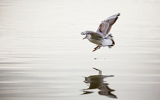 måge, donau, fugl, afspejling, vand, flod, natur, dyreliv, dyr, sø, hav, udendørs, flyvende, dyrefløj, fjer, dyr i naturen, dyre temaer, et dyr, spredte vinger, hvirveldyr, ingen mennesker, havnefronten, dag, Midt i luften, bevægelse, 1080P, CC0, offentligt domæne, royaltyfrie