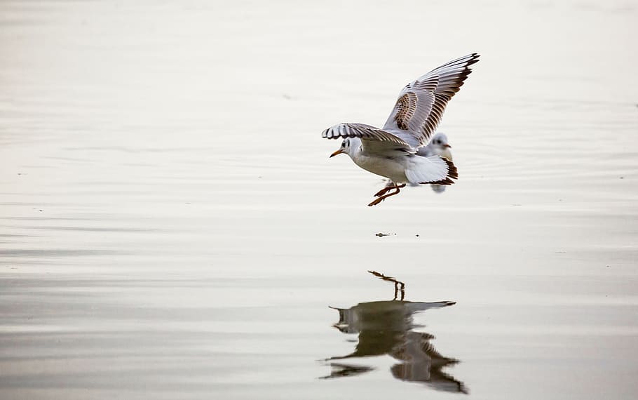måge, donau, fugl, afspejling, vand, flod, natur, dyreliv, dyr, sø, hav, udendørs, flyvende, dyrefløj, fjer, dyr i naturen, dyre temaer, et dyr, spredte vinger, hvirveldyr, ingen mennesker, havnefronten, dag, Midt i luften, bevægelse, 1080P