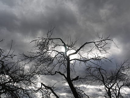 albero, inoltrare, inverno, nuvole, cielo, nuvole scure, drammatico, tempo metereologico, luce posteriore, bianco e nero, sole, inferno, primavera, paesaggio, regione, Heilbronn, nuvola - cielo, albero nudo, ramo, Inquadratura dal basso, pianta, silhouette, natura, nessuno, nuvoloso, bellezza nella natura, la tranquillità, crepuscolo, all'aperto, tempesta, scenics - natura, giorno, spaventoso, infausto, 4K, CC0, dominio pubblico, privo di copyright