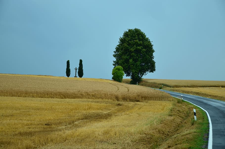 Landschaft, Müsli, Felder, Straße, Getreidefelder, Kornfeld, Sommer-, golden, reif, Feld, Gold-gelb, Ernte, Kreuz, Ausblick, Himmel, Baum, Strassenseite, Natur, szenisch, Getreide, klarer Himmel, Transport, Pflanze, Land, Umgebung, Gras, ruhige Szene, Schönheit in der Natur, Ruhe, Wachstum, Szenen - Natur, Tag, ländliche Szene, keine Leute, draußen, 4K