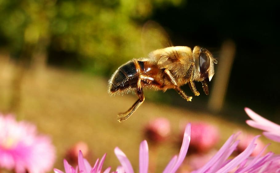 insecte, naturalesa, apiformes, polinització, flor, animals, muchówki, volar, primer pla, a la cort de, jardí, estiu, planta, temes d'animals, planta amb flors, animal, invertebrat, fauna animal, animals a la natura, bellesa a la natura, un animal, abella, cap de flor, pètal, fragilitat, frescor, centrar-se en primer pla, cap gent, Abellot, a l'aire lliure, porpra, pol·len, 2K