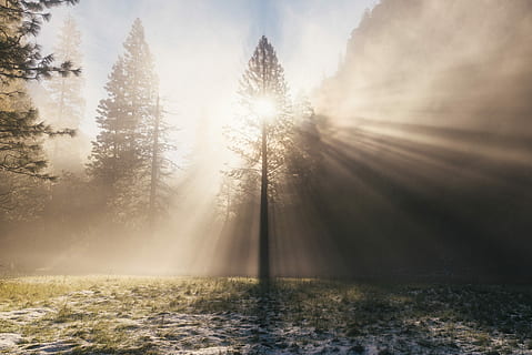 verd, arbres, ennuvolat, cel, durant el dia, rajos crepusculars, envoltat, raig, arbre, yosemite, raig de sol, llum solar, planta, bosc, terra, tranquil·litat, bellesa a la natura, naturalesa, boira, sol, escenics - natura, cap gent, escena tranquil·la, paisatge, medi ambient, temperatura de fred, a l'aire lliure, flare de la lent, pi, arbre de coníferes, bosc de pi, streaming, arbre de fulla perenne, 5K, CC0, domini públic, lliure de regalies