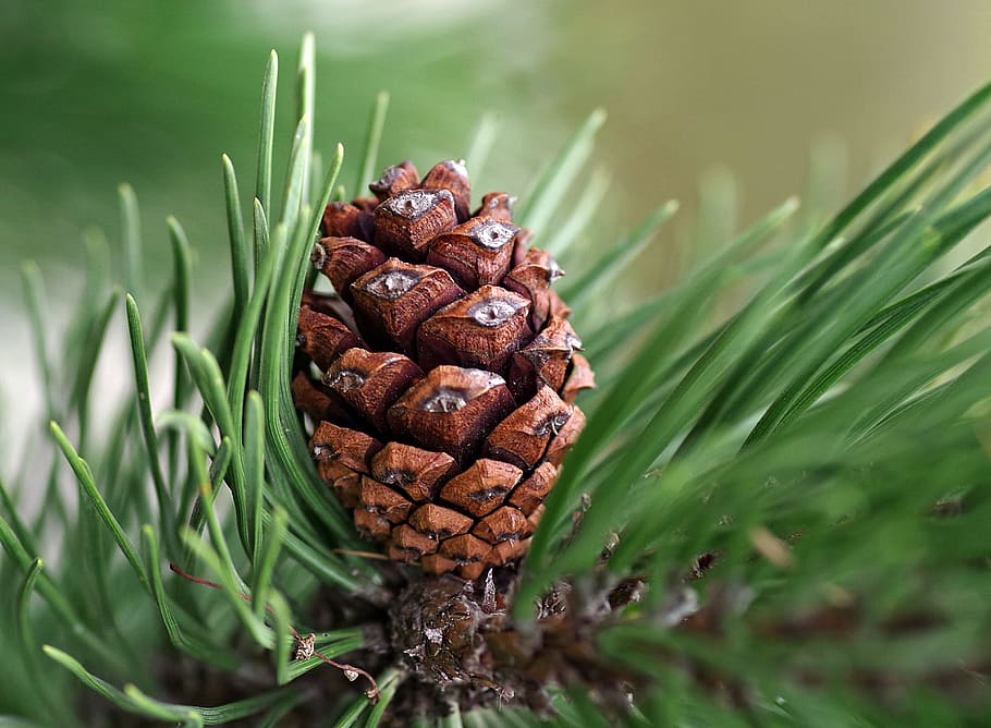primer pla, foto, pinya de pi, pi, coníferes, canya, Nadal, verd, agulles, arbre de Nadal, imprescindible, oli, l'olor de, bosc, ramita, arbre, iglak, naturalesa, agulles de pi, decoració, pinàcies, arbre de coníferes, planta, cap gent, dia, enfocament selectiu, centrar-se en primer pla, color verd, a l'aire lliure, menjar i beguda, marró, menjar, full, patró natural, frescor, fusta de pi, bosc de pi, 4K