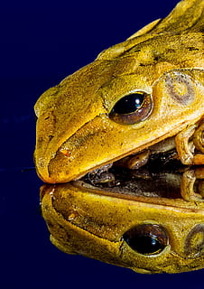 granota, tancar, imatge del mirall, un animal, fauna animal, groc, part del cos dels animals, animals a la natura, animal, primer pla, vertebrats, temes d'animals, cap gent, aigua, peix, a l'interior, mar, naturalesa, nedar, marí, sota l'aigua, la vida marina, ull d’animals, cap d’animals, 1080P, CC0, domini públic, lliure de regalies