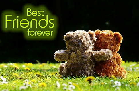 Bär, Plüsch-, Spielzeuge, Textüberlagerung, Liebe, romantisch, Zuneigung, Bären, Teddy, süß, Freundschaft, Valentinstag, Plüschtier, Teddybär, Süss, Romantik, lustig, ausgestopftes Tier, für immer, freunde, Gras, keine Leute, Hund, Haustiere, Nacht-, draußen, Pflanze, Säugetier, Eckzahn, Natur, grüne Farbe, ein Tier, Feld, Spielzeug, Tierthemen, Tier, selektiver Fokus, Text, inländisch, Land, 2K, CC0, gemeinfrei, lizenzfrei