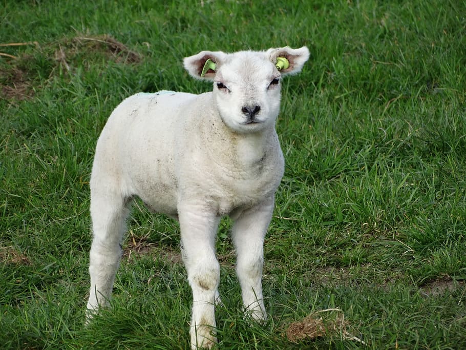 xai, texel, ovelles, primavera, xais, texel, ovelles, animals, granja, jove, pastures, animals de granja, herba, un animal, temes d'animals, mirant la càmera, bestiar, animals domèstics, mamífer, animal, planta, nacional, mascotes, camp, retrat, terra, vertebrats, cap gent, naturalesa, animal jove, color verd, a l'aire lliure, herbívors, 5K