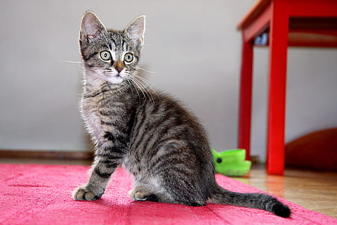 Silber-, tabby, Katze, Rosa, Textil-, Kätzchen, Sitzung, Haustier, Hauskatze, inländisch, Haustiere, katzenartig, Säugetier, ein Tier, keine Leute, Wirbeltier, drinnen, Kamera betrachten, Porträt, Whisker, Fokus auf den Vordergrund, 2K, CC0, gemeinfrei, lizenzfrei