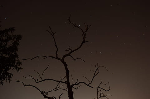 cielo notturno, secco, albero, lungo, esposizione, notte, cielo, asciutto, albero, lungo, esposizione, natura, ramo, buio, sfondi, colore nero, silhouette, albero nudo, nessuno, stella - spazio, spazio, astronomia, pianta, bellezza nella natura, Inquadratura dal basso, scenics - natura, la tranquillità, stella, campo stellare, scena tranquilla, all'aperto, spazio e astronomia, chiaro di luna, 5K, CC0, dominio pubblico, privo di copyright