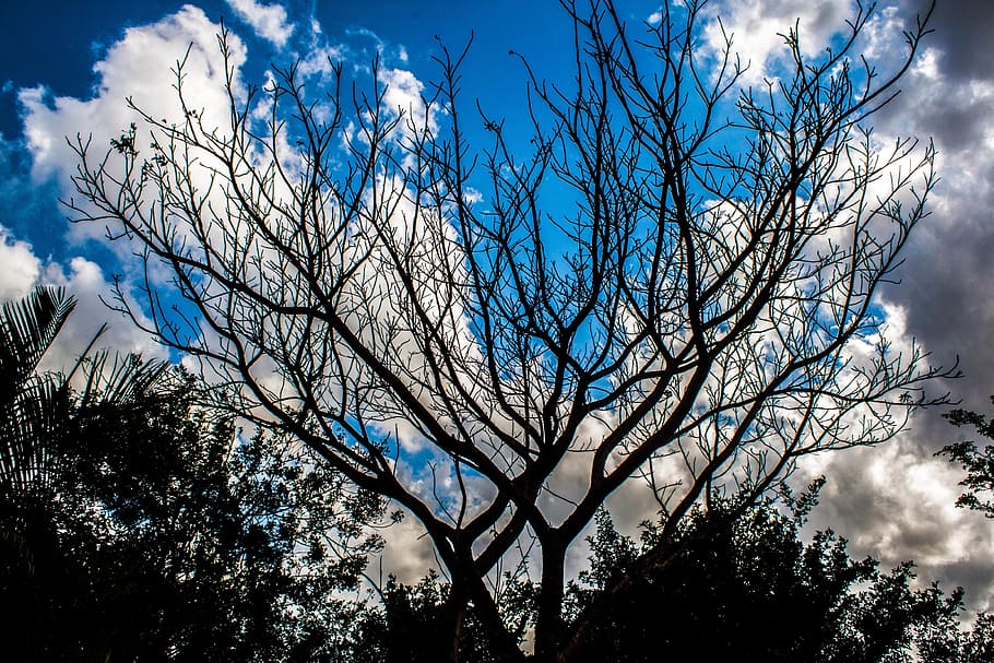 cer albastru, copac umbra, copac, organic, agricultură, trompă, frunze, ramuri, pădure, pustie, cer, nori, în aer liber, pitoresc, liniştit, stratosferă, atmosfera, vreme, meteorologie, Cloudscape, vedere, mediu inconjurator, natură, plantă, nor - cer, vedere unghiulară joasă, ramură, nici o persoana, frumusețe în natură, liniște, creştere, arbore gol, zi, albastru, siluetă, scenice - natura, o scenă liniștită, trunchi de copac, copac copac, 4K