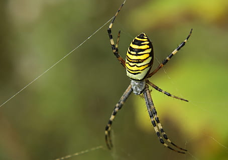 Spinne, Netzwerk, schließen, Natur, Spinnennetz, Insekt, Makro, Wespenspinne, ein Tier, Tierwelt, Tiere in freier Wildbahn, Tierthemen, Tier, wirbellos, Nahansicht, Fokus auf den Vordergrund, Zerbrechlichkeit, Tierkörperteil, Spinnentier, keine Leute, Gliederfüßer, Tag, Schönheit in der Natur, Verletzlichkeit, draußen, Tierbein, Netz, 4K, CC0, gemeinfrei, lizenzfrei