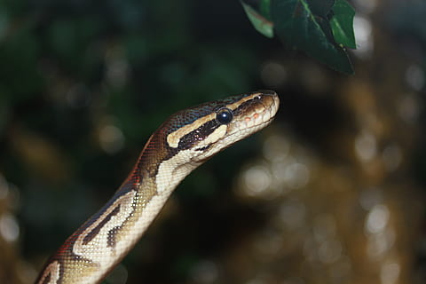 Schlange, Kugelpython, Python Regius, Schönheit, golden, Ballpyhton, Mojave, Kopf, exotisch, schließen, Boa, Constrictor, ungiftig, Reptil, Tier, Tierthemen, Tierwelt, ein Tier, Tiere in freier Wildbahn, Wirbeltier, Nahansicht, Fokus auf den Vordergrund, keine Leute, Natur, Tierkörperteil, Tierkopf, Tag, draußen, Baum, Pflanze, Warnschild, Wald, giftig, Tierwaage, Regenwald, tropischer Regenwald, 5K, CC0, gemeinfrei, lizenzfrei
