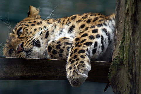 lleopard, gat, predadors, gat salvatge, avorriment, la pota, tancar, vida salvatge, animal, naturalesa, gat no domesticat, felí, carnívor, mamífer, animals a la natura, temes d'animals, gat gran, un animal, cap gent, relaxació, fauna animal, tacat, material de fusta, zoo, marques d’animals, animals en captivitat, centrar-se en primer pla, dia, bigotis, 2K, CC0, domini públic, lliure de regalies
