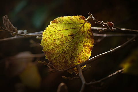 lapai, rudens lapai, miškas, spalvotas, kritimo spalva, šviesa ir šešėlis, pobūdį, Uždaryti, ruduo, nėra žmonių, Iš arti, dieną, lauke, geltona, trapumas, gyvūnų temos, augalų dalis, augalų, medis, filialas, atrankinis dėmesys, vaisiai, pažeidžiamumas, pakeisti, sutelkti dėmesį į naujas žinias, žalia spalva, grožis gamtoje, natūrali būklė, 1080P, CC0, Viešasis domenas, nemokamai