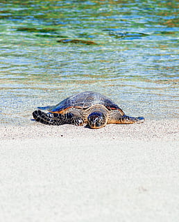 braun, Schildkröte, Strand, Meeresschildkröte, Ozean, Sand, Wasser, Tier, Sonne, warm, heiß, Sommer-, Blau, sehen, Grün, Leben im Meer, Meer, Reptil, ein Tier, Tierthemen, Tierwelt, Tiere in freier Wildbahn, Wirbeltier, Krokodil, Natur, Alligator, keine Leute, Tierkörperteil, unter wasser, Tierkopf, Zeichen, Tag, Kommunikation, draußen, warten, Marine, 2K, CC0, gemeinfrei, lizenzfrei