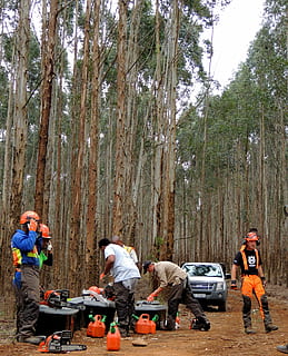 loggers, chainsaw, tree, forest, lumberjack, outdoors, group of people, men, plant, transportation, real people, mode of transportation, day, leisure activity, nature, land vehicle, people, standing, motor vehicle, occupation, land, group, adult, lifestyles, mature men, 2K, CC0, public domain, royalty free