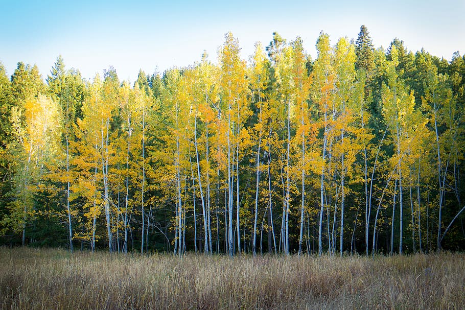 stromy, hnědý, travnaté hřiště, fotografování lesní přírody, zelená, strom, během dne, krajina, podzim, treeline, pole, dřevo, bříza, tráva, Příroda, žlutá, les, savana, vysoký, rostlina, přistát, krása v přírodě, klidné scény, mimoměstské scény, scenics - příroda, klid, růst, nikdo, borové lesy, životní prostředí, borovice, jehličnatého stromu, venku, vždy zelený strom, změna, 4K