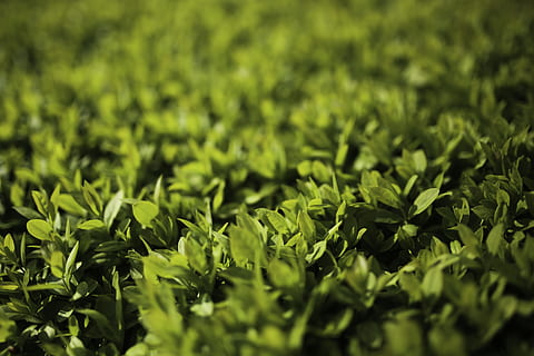 le foglie, foglia, primavera, orizzontale, foglia, primavera, giovane, verde, ligustro, ligustrum, colore verde, natura, erba, avvicinamento, sfondi, pianta, all'aperto, freschezza, macro, nessuno, giorno, parte vegetale, crescita, bellezza nella natura, messa a fuoco selettiva, la tranquillità, terra, campo, fotogramma intero, fogliame, fogliame lussureggiante, 5K, CC0, dominio pubblico, privo di copyright