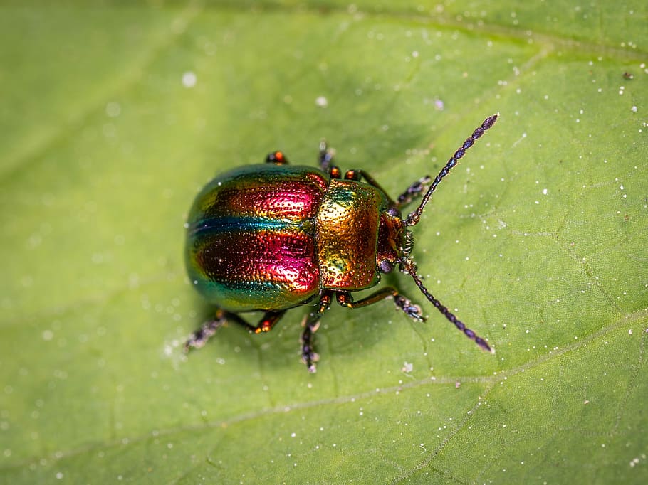 rosso, verde, fotografia ravvicinata di coleottero, insetto, scarafaggio, coleotteri, temi animali, un animale, animale, invertebrato, fauna selvatica, animali allo stato selvatico, colore verde, parte vegetale, avvicinamento, foglia, natura, nessuno, parte del corpo animale, messa a fuoco selettiva, concentrarsi sulle conoscenze acquisite, all'aperto, giorno, bagnato, gamba animale, 2K