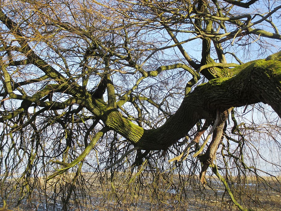 strom, kmen, poboček, kůra, log, ohnutý, pokroucený, větev, zvířat, jednoho zvířete, zvířata ve volné přírodě, nebezpečí, rostlina, nízký úhel pohledu, Příroda, nikdo, nebe, klid, den, růst, holý strom, venku, kmen stromu, kufr, krása v přírodě, scenics - příroda, les, 4K