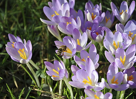 Krokus, Biene, Blume, Bestäubung, Frühlingskrokus, violett, Frühblüher, blühende Pflanze, Pflanze, Schönheit in der Natur, Verletzlichkeit, Zerbrechlichkeit, Blütenblatt, Frische, Wachstum, Nahansicht, lila, Blütenkopf, Natur, Blütenstand, Tag, keine Leute, Fokus auf den Vordergrund, Insekt, wirbellos, Botanik, Iris, Frühling, 4K, CC0, gemeinfrei, lizenzfrei