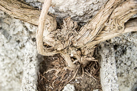 radici, vecchie radici, legna, radice, parete, albero, legno - materiale, pianta, avvicinamento, nessuno, tronco d'albero, tronco, natura, concentrarsi sulle conoscenze acquisite, corteccia vegetale, strutturato, ruvido, all'aperto, giorno, messa a fuoco selettiva, terra, Marrone, danneggiato, asciutto, architettura, 5K, CC0, dominio pubblico, privo di copyright