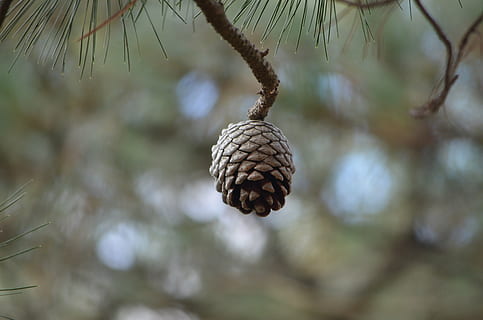 con, pin, sămânță, con de brad, copac, conifer, floră, plantă, natură, să se concentreze asupra primelor elemente, nici o persoana, a închide, ramură, zi, creştere, în aer liber, Brad, alimente, Pinaceae, mancare si bautura, agăţat, fruct, selectiv, frumusețe în natură, starea naturala, 4K, CC0, domeniu public, fără drepturi de autor